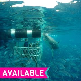Calypso Star Charters Shark Cage Diving Experience