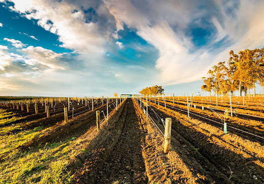 Hunter Valley Tours