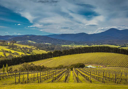 Yarra Valley Tours
