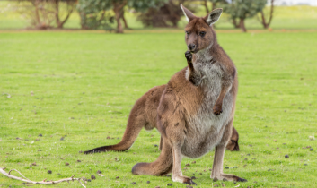 Can you go to Kangaroo Island for a day?