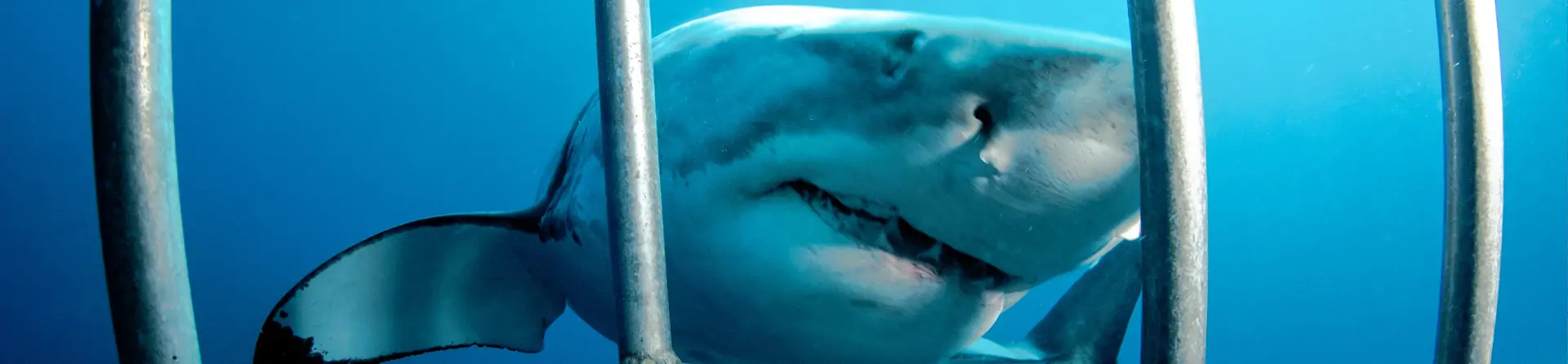 Shark in the water