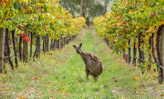 winery tour australia