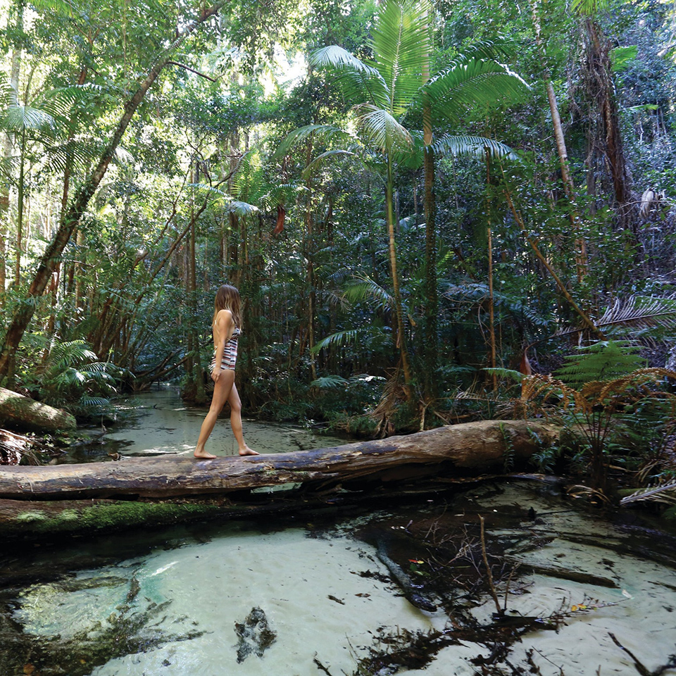 fraser island tours rainforest
