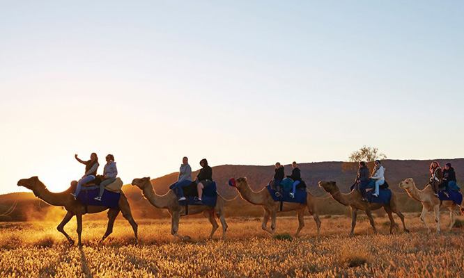 alice springs camel tours