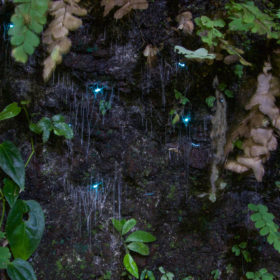 Nocturnal Rainforest and Glow worm tour