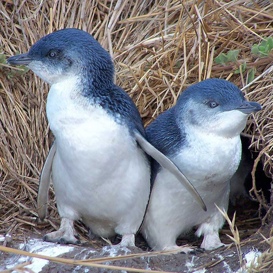australian animals tours little penguin
