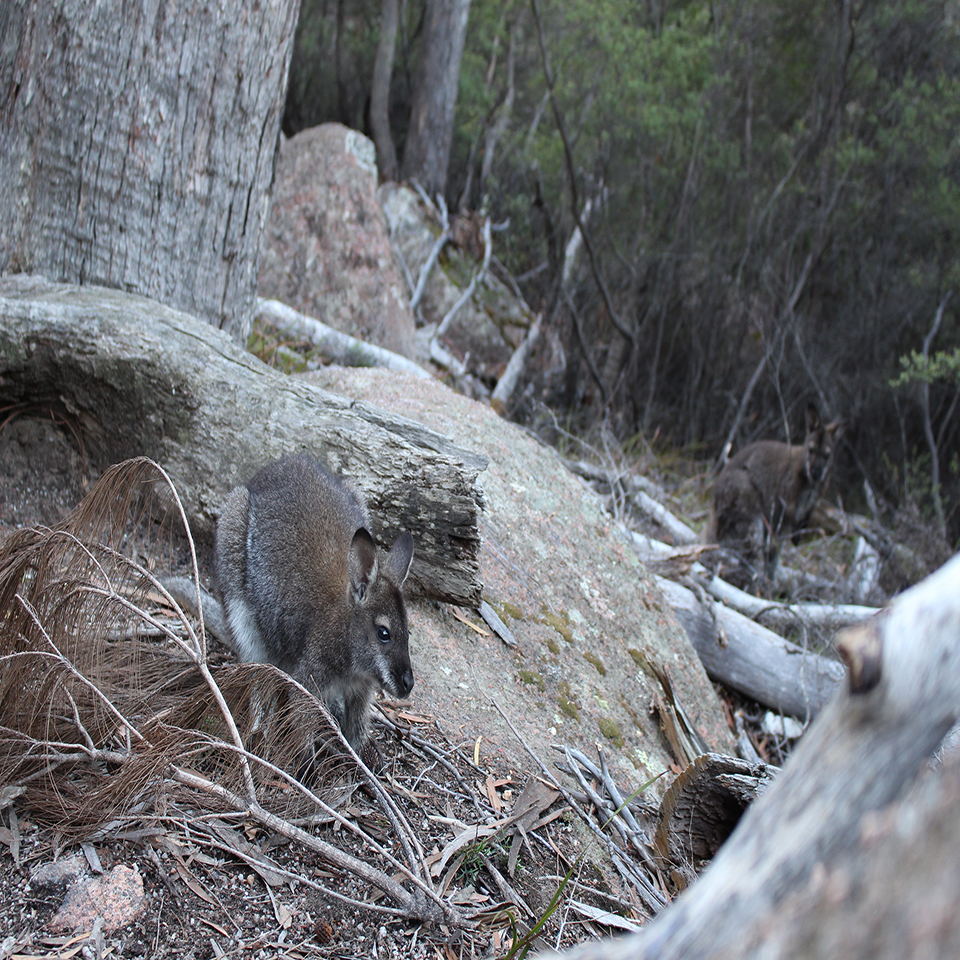 One stop adventures kangaroo tasmania