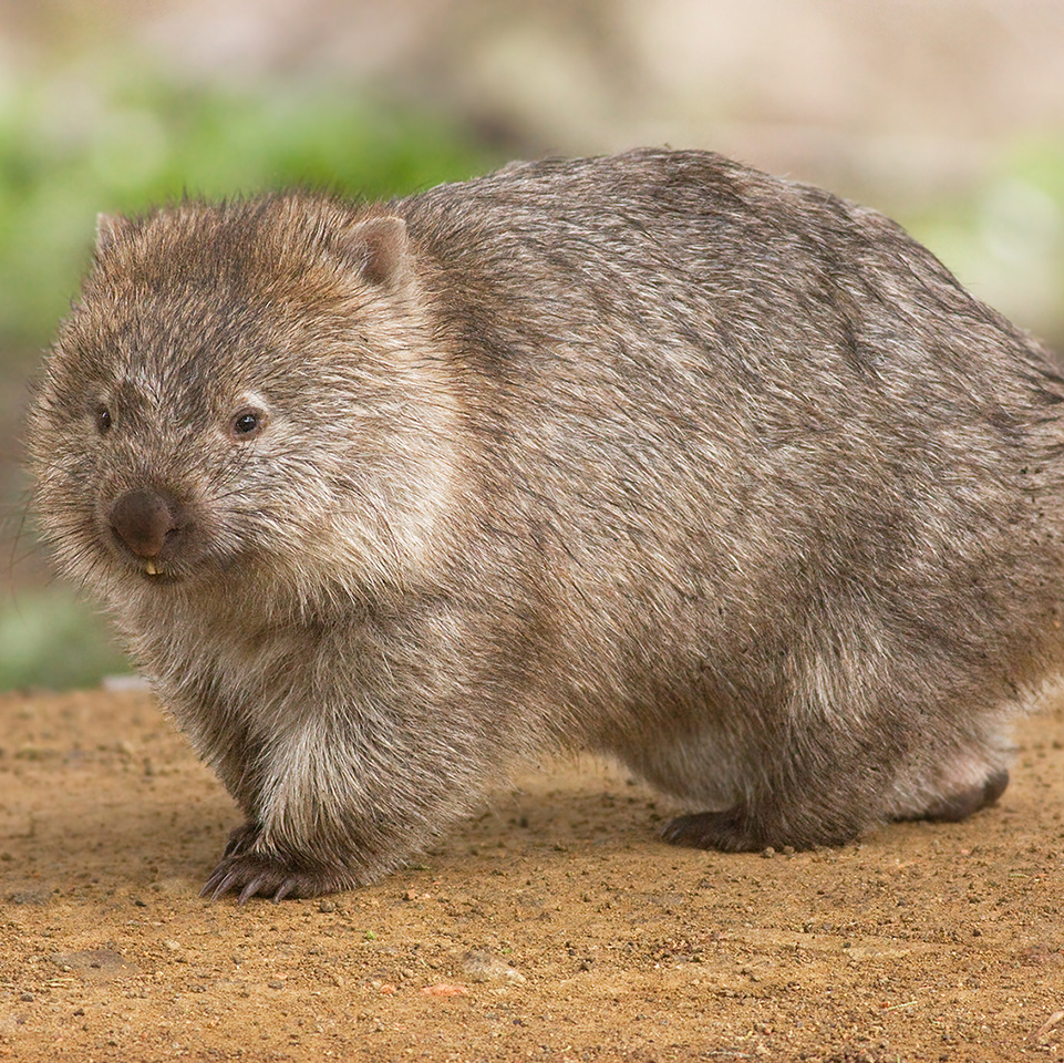wombats australian animals tour