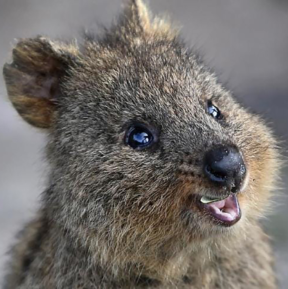 Cutest Australian Animals And Where To Find Them