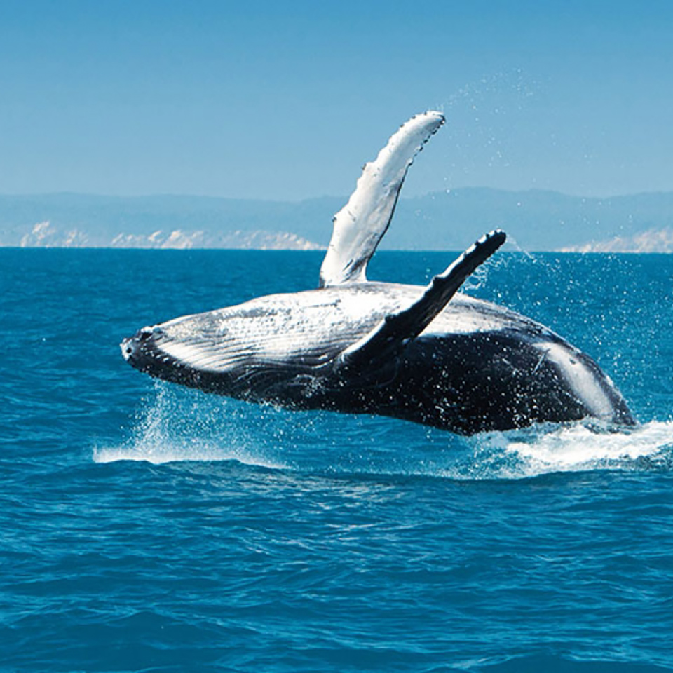 fraser island tours whale watching