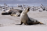 Seals on Kangaroo Island - One Day Tour