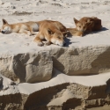 Fraser Island Dingoes on the Beach