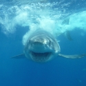 Shark Smiling!