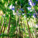 fraser island rainforest