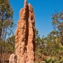Termite Mounds, Kakadu