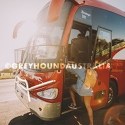 Greyhound-Australia_Whimit