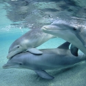 South Australia Tours Dolphins