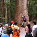 Satinae Tree Tour Group