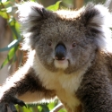 Great Ocean Road Koala