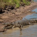 kakadu-crocodile