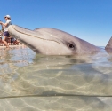 Perth To Exmouth Return Tour Monkey Mia dolphins