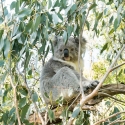 1 Day Phillip Island Tour - Koala Reserve