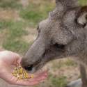 Sydney Zoo kangaroo feeding