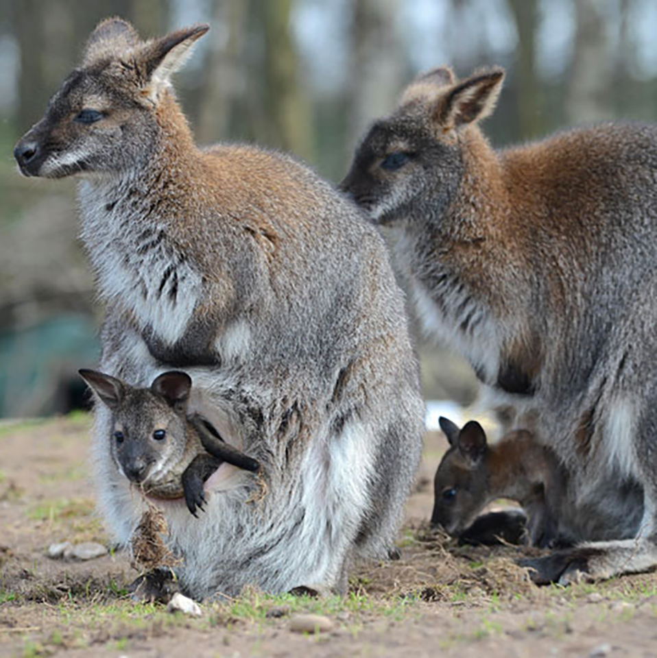cute australian animals